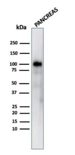 GP2 Antibody (GP2/3416) - Azide and BSA Free, Novus Biologicals 100 &mu;g;
